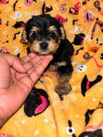 Alfalfa , a male Yorkipoo and Yorkshire Terrier for sale in Gastonia, NC – 3 of 3