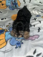 Mary ann, a female Yorkipoo and Yorkshire Terrier for sale in Gastonia, NC – 3 of 4