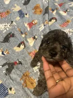 Stitch , a male Yorkipoo and Poodle - Toy  for sale in Gastonia, NC – 4 of 4