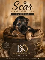 Scar , a male Yorkipoo and Yorkshire Terrier for sale in Gastonia, NC – 4 of 4