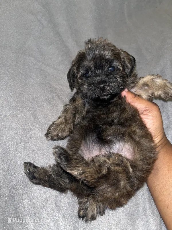 Kelly  – Yorkipoo puppy on hold in Gastonia, NC