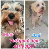 Tweety, a female Yorkipoo and Yorkshire Terrier for sale in Gastonia, NC – 6 of 6