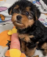 Porky , a male Yorkipoo and Yorkshire Terrier for sale in Gastonia, NC – 1 of 3
