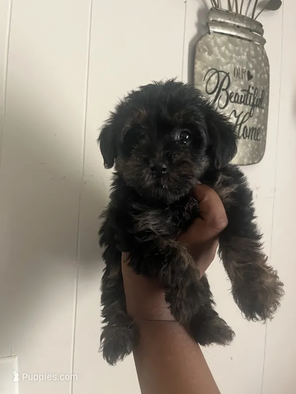 Brooklyn  – Yorkipoo puppy for sale in Gastonia, NC