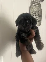 Brooklyn , a female Yorkipoo for sale in Gastonia, NC – 2 of 4
