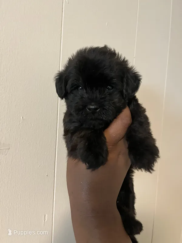 Ken  – Yorkipoo puppy for sale in Gastonia, NC
