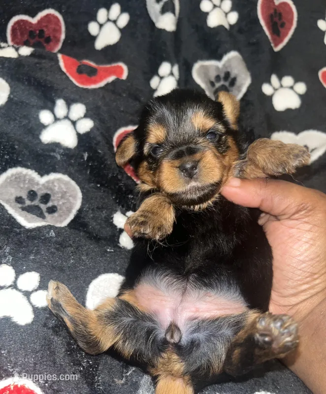 Sweetie pie  – Yorkipoo, Yorkshire Terrier puppy on hold in Gastonia, NC