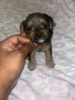 Timon, a male Yorkipoo and Yorkshire Terrier for sale in Gastonia, NC – 3 of 3