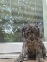 Stitch  pet home only!!!, a male Yorkipoo and Poodle - Toy  for sale in Gastonia, NC – 5 of 6