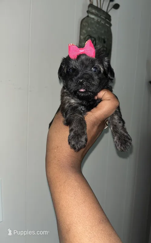 Little Stacie  – Yorkipoo puppy for sale in Gastonia, NC