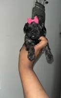 Little Stacie , a female Yorkipoo for sale in Gastonia, NC – 1 of 3