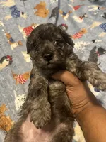 Stitch , a male Yorkipoo and Poodle - Toy  for sale in Gastonia, NC – 1 of 4
