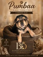 Pumbaa, a male Yorkipoo and Yorkshire Terrier for sale in Gastonia, NC – 2 of 3