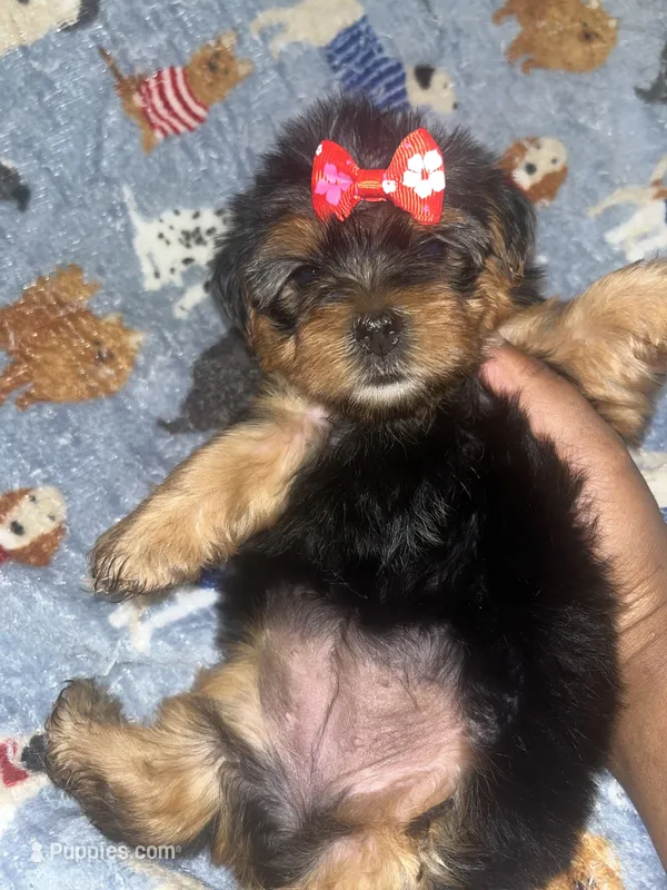 Tweety – Yorkipoo, Yorkshire Terrier puppy for sale in Gastonia, NC