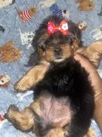 Tweety, a female Yorkipoo and Yorkshire Terrier for sale in Gastonia, NC – 1 of 5