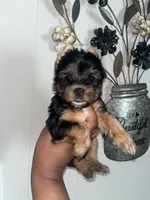 Nemo, a male Yorkshire Terrier for sale in Gastonia, NC – 2 of 3