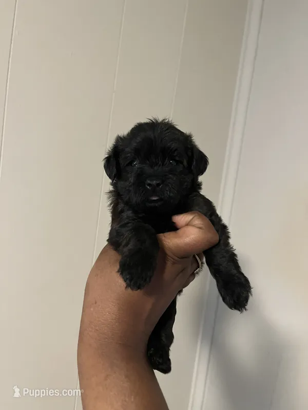 Ken  – Yorkipoo puppy for sale in Gastonia, NC