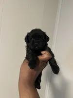 Ken , a male Yorkipoo for sale in Gastonia, NC – 1 of 5