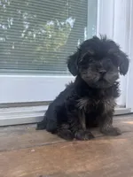 Brooklyn , a female Yorkipoo for sale in Gastonia, NC – 4 of 4