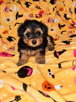 Spanky , a male Yorkipoo and Yorkshire Terrier for sale in Gastonia, NC – 2 of 4