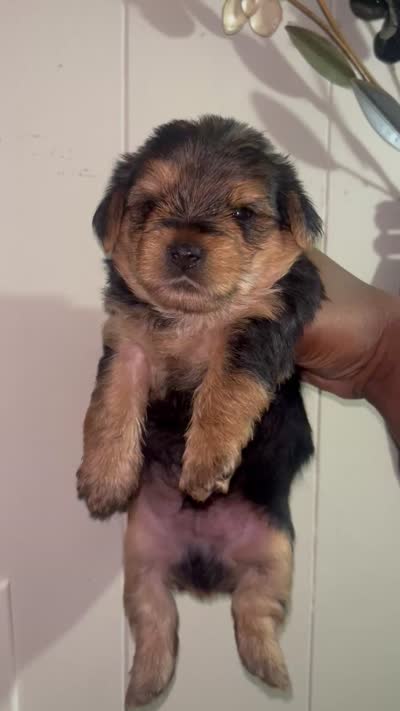 Pumbaa, a male Yorkipoo and Yorkshire Terrier for sale in Gastonia, NC – 3 of 3