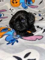 Buckwheat , a male Yorkipoo and Yorkshire Terrier for sale in Gastonia, NC – 2 of 4