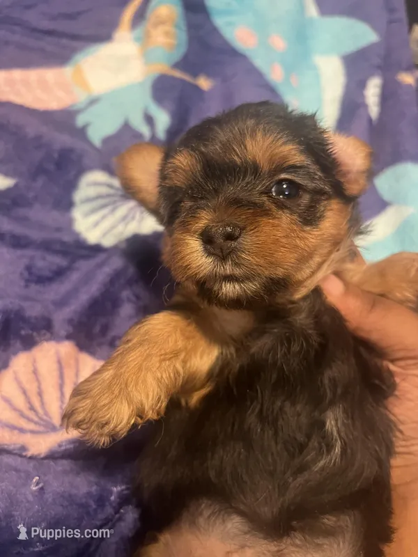 Tweety – Yorkipoo, Yorkshire Terrier puppy for sale in Shelby, NC