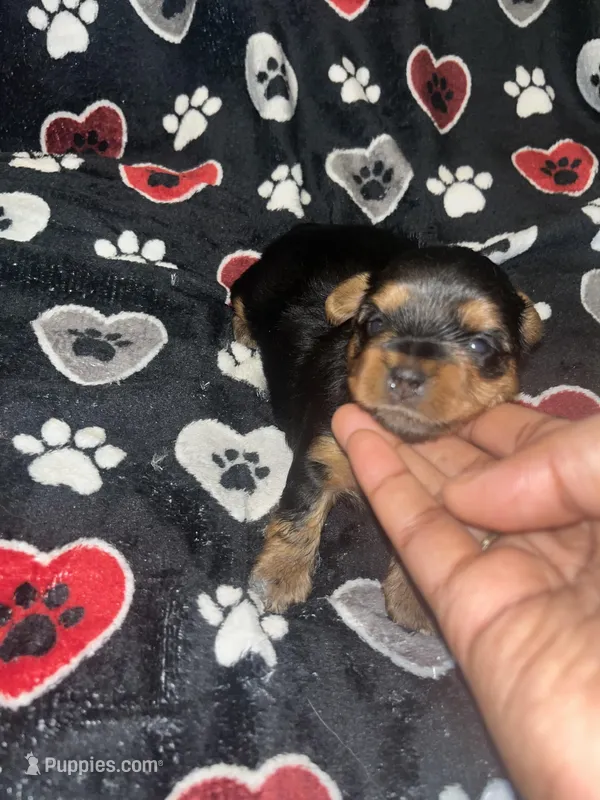 Tweety, a female Yorkipoo and Yorkshire Terrier for sale in Shelby, NC – Photo 1 of 2