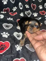 Tweety, a female Yorkipoo and Yorkshire Terrier for sale in Shelby, NC – Photo 1 of 2