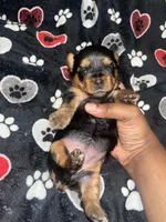 Tweety, a female Yorkipoo and Yorkshire Terrier for sale in Shelby, NC – Photo 2 of 2