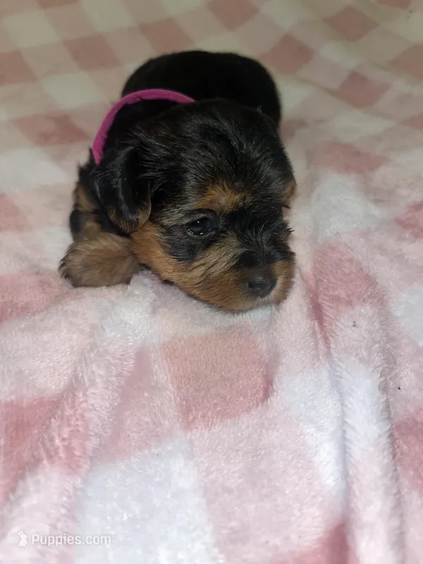 Tweety – Yorkipoo, Yorkshire Terrier puppy for sale in Shelby, NC