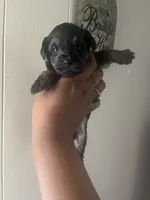 Brooklyn , a female Yorkipoo for sale in Gastonia, NC – 1 of 2