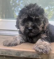 Barbie , a female Yorkipoo for sale in Gastonia, NC – 4 of 5