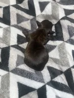 Little Stacie , a female Yorkipoo for sale in Gastonia, NC – 3 of 3