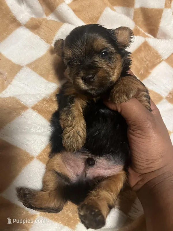 Porky, a male Yorkipoo and Yorkshire Terrier for sale in Shelby, NC – Photo 1 of 2
