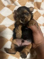 Porky, a male Yorkipoo and Yorkshire Terrier for sale in Shelby, NC – Photo 1 of 2