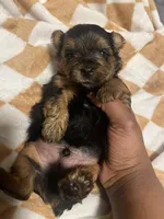 Porky, a male Yorkipoo and Yorkshire Terrier for sale in Shelby, NC – Photo 2 of 2