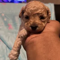 Dior, a female Poodle - Toy  for sale in Shelby, NC – Photo 2 of 3