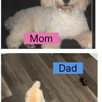 Dior, a female Poodle - Toy  for sale in Shelby, NC – Photo 3 of 3