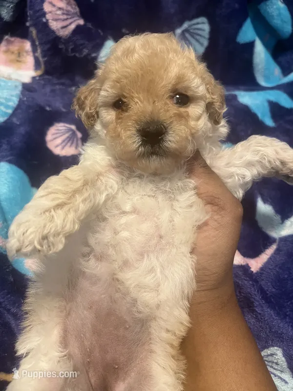 Dior – Poodle - Toy  puppy on hold in Shelby, NC