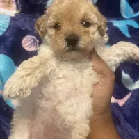 Dior, a female Poodle - Toy  for sale in Shelby, NC – Photo 1 of 3