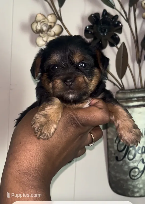 Zazu – Yorkipoo, Yorkshire Terrier puppy for sale in Gastonia, NC