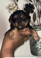 Zazu, a male Yorkipoo and Yorkshire Terrier for sale in Gastonia, NC – 1 of 3