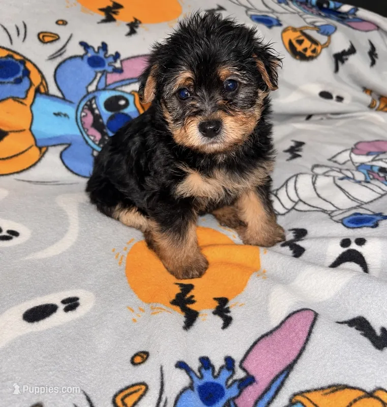 Alfalfa , a male Yorkipoo and Yorkshire Terrier for sale in Gastonia, NC – 1 of 3