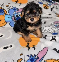 Alfalfa , a male Yorkipoo and Yorkshire Terrier for sale in Gastonia, NC – 1 of 3