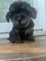 Brooklyn , a female Yorkipoo for sale in Gastonia, NC – 3 of 4
