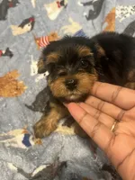Daffy, a male Yorkipoo and Yorkshire Terrier for sale in Gastonia, NC – 1 of 4