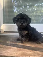 Brooklyn , a female Yorkipoo for sale in Gastonia, NC – 1 of 4