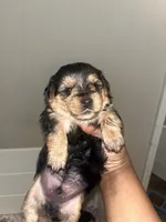 Pumbaa, a male Yorkipoo and Yorkshire Terrier for sale in Gastonia, NC – 3 of 4