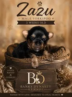 Zazu, a male Yorkipoo and Yorkshire Terrier for sale in Gastonia, NC – 2 of 4